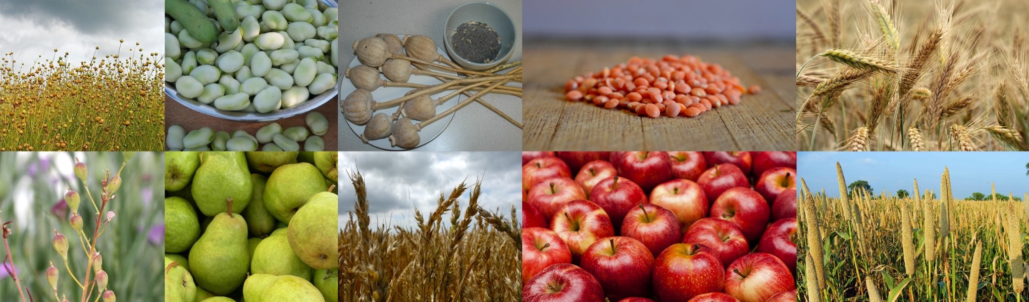 The crops and plants cultivated by Lusatian Culture included flax, fava beans, poppy, lentils, barley, camelina sativa, pears, apples and millet