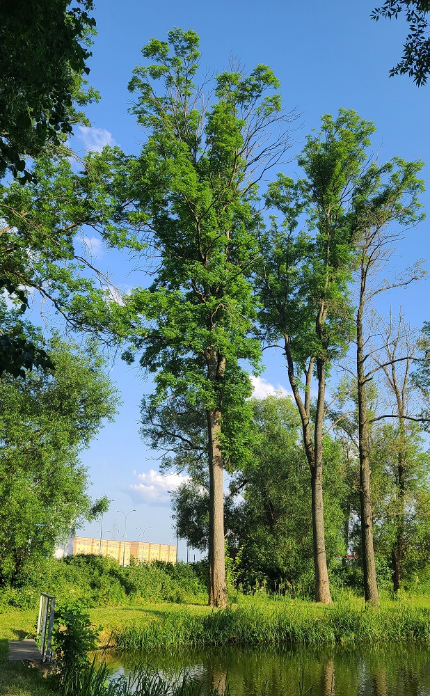The tallest ash tree in Poland reaches 45 meters