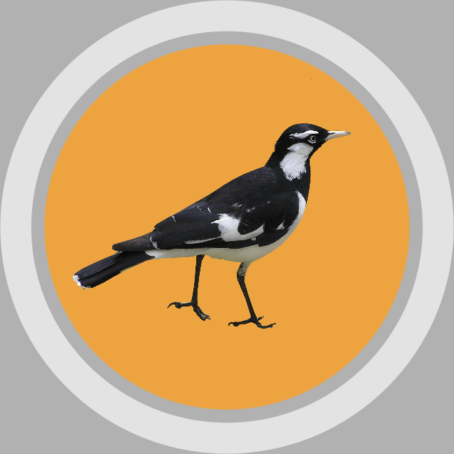 indo-european crow corvus corax sroka varna vrana ravan raven magpie icon